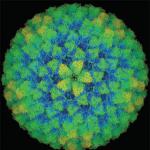 Is a virus a living organism or not?